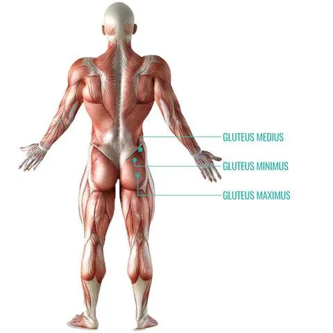 Discover The 9 Best Exercises For Glutes 2 glute muscles